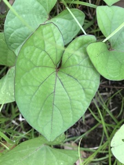 Ipomoea setifera