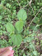 Malvastrum coromandelianum