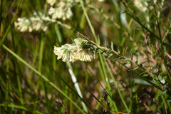 Pimelea octophylla