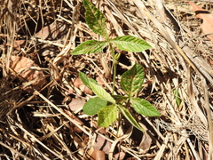 Flemingia parviflora