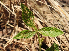 Flemingia parviflora