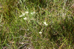Pimelea octophylla