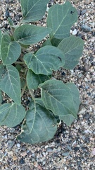 Datura wrightii