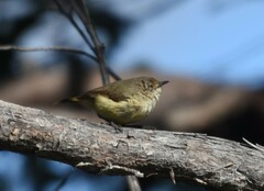Acanthiza reguloides