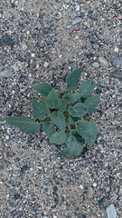 Datura wrightii