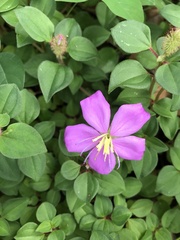 Heterotis rotundifolia