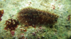 Dolabrifera dolabrifera