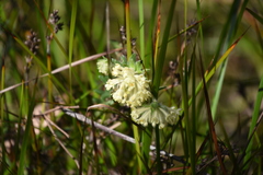 Pimelea octophylla