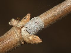 Plataspidae