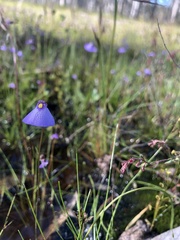 Utricularia barkeri