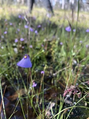 Utricularia barkeri