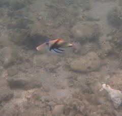 Rhinecanthus aculeatus