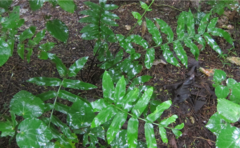 Asplenium oblongifolium