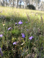 Utricularia barkeri