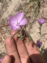Clarkia dudleyana