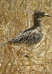 Burhinus capensis