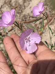 Clarkia dudleyana