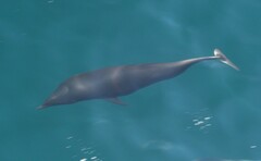 Lissodelphis borealis