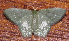 Chloropteryx dealbata