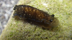 Dendrodoris nigra
