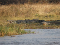 Crocodylus niloticus