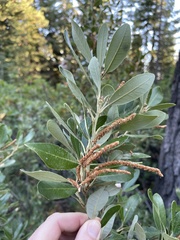 Notholithocarpus densiflorus echinoides
