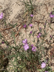 Clarkia dudleyana