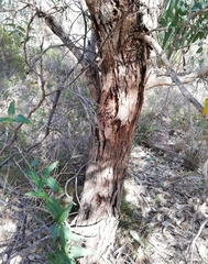 Eucalyptus decipiens