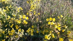 Tropaeolum hookerianum