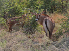 Hippotragus equinus equinus