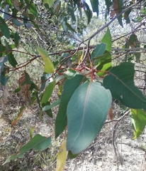 Eucalyptus decipiens