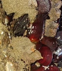 Pyura stolonifera