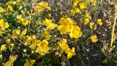 Tropaeolum hookerianum