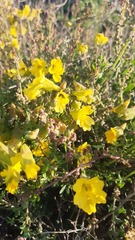 Tropaeolum hookerianum