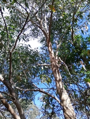 Eucalyptus decipiens