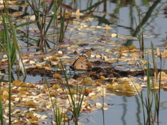 Danaus chrysippus orientis