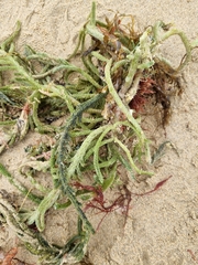 Caulerpa brownii