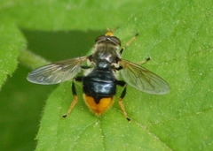 Blera analis