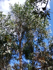 Eucalyptus decipiens