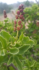 Anisomeria littoralis