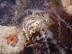 Polycera atra