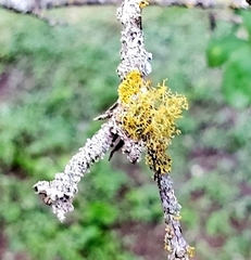 Teloschistes exilis