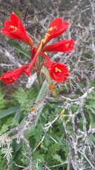Zephyranthes phycelloides