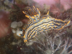 Polycera atra