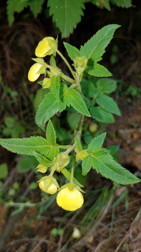 Calceolaria tripartita (Calceolaria tripartita)