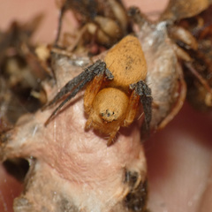 Oxyopes flavipalpis
