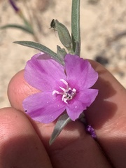 Clarkia purpurea