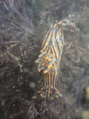 Polycera atra