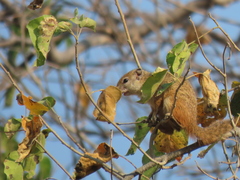 Paraxerus cepapi maunensis