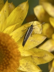 Scythrididae